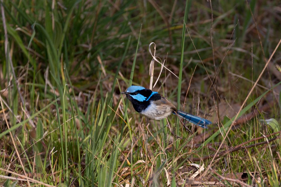 wren fly